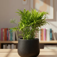 Parlour Palm