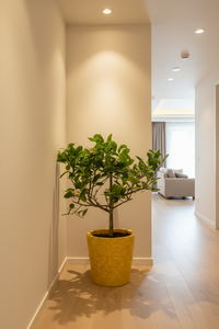 Junior Lemon Tree - Potted plant -  Tumbleweed Plants