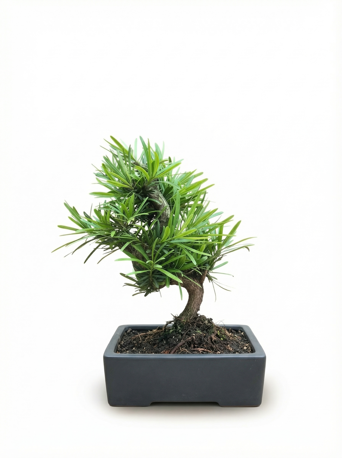 Podocarpus Macrophyllus Bonsai