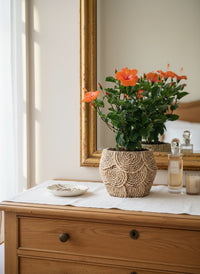 Hibiscus - Potted plant -  Tumbleweed Plants