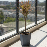 Dracaena Bicolour