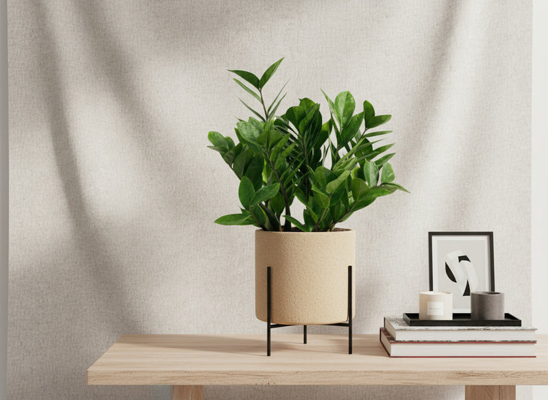 ZZ Plant - Medium - Potted plant -  Tumbleweed Plants