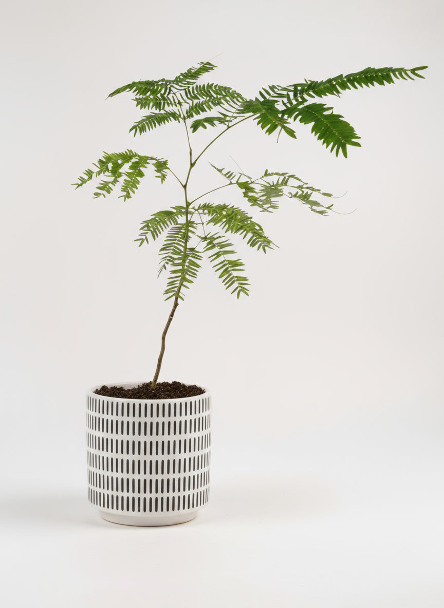 Everfresh Baby Tree - Pithecellobium Confertum (Japan)