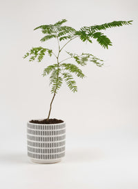 Everfresh Baby Tree - Pithecellobium Confertum (Japan)