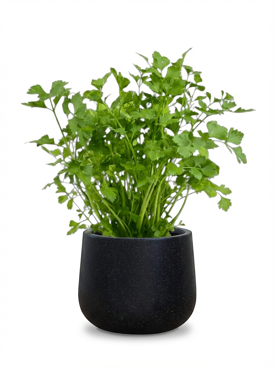 Parsley