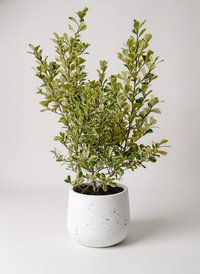 Ficus Triangularis Variegated