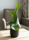 Platycerium wandae (Queen Staghorn Fern)