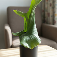 Platycerium wandae (Queen Staghorn Fern)