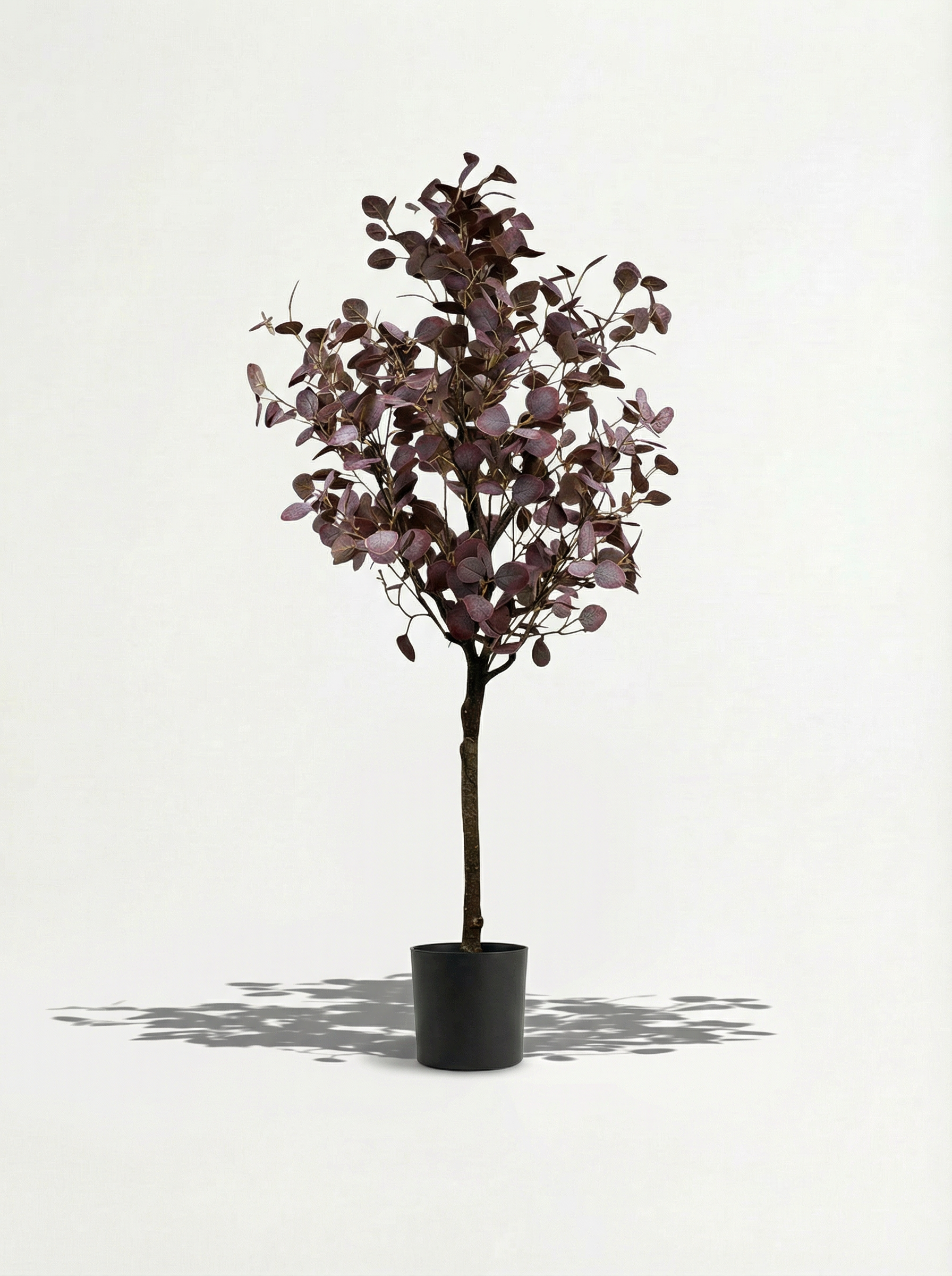 Purple eucalyptus 150cm