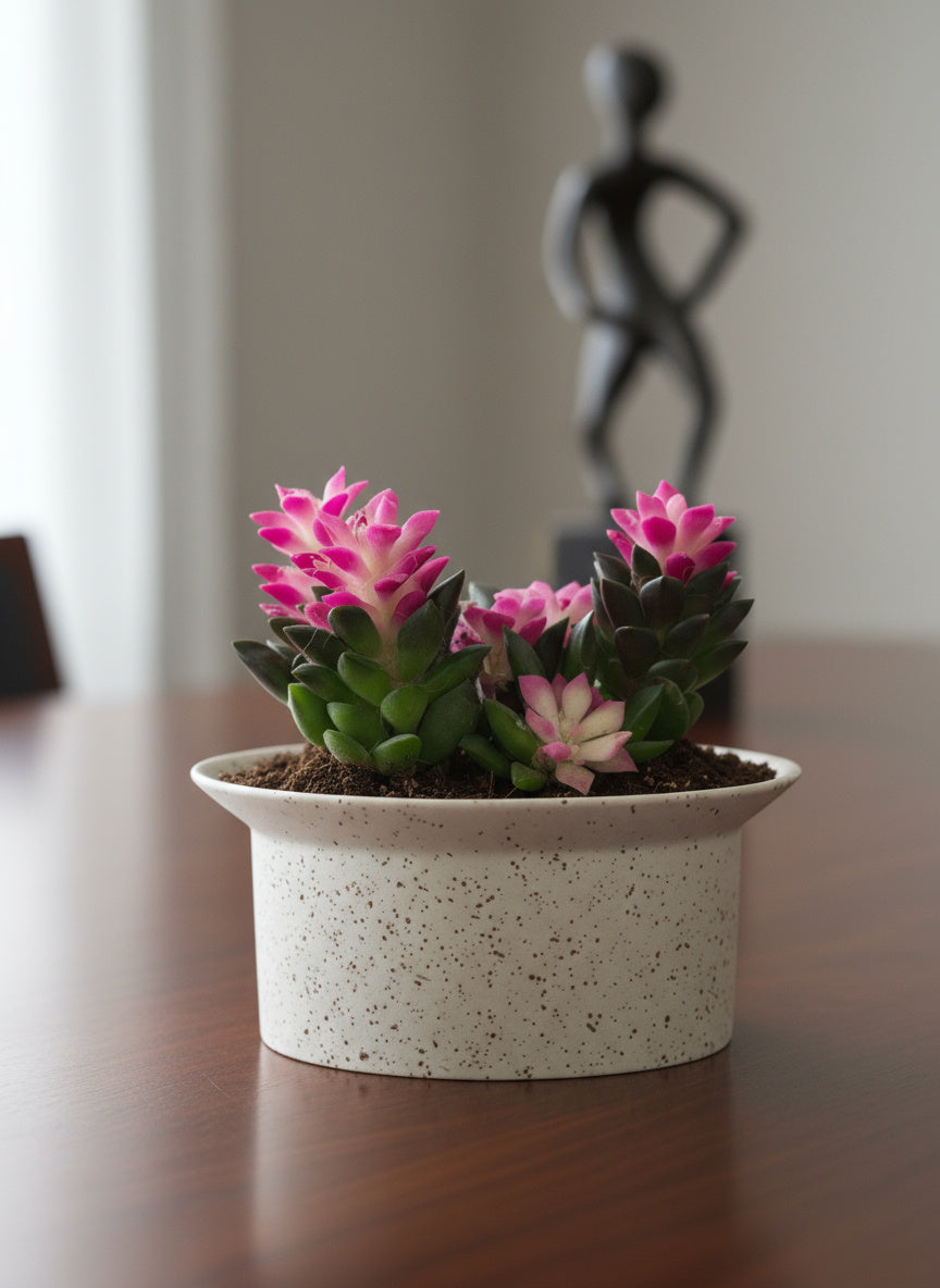 Little Sunrise Succulents