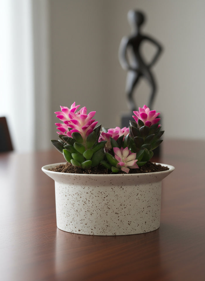 Little Sunrise Succulents