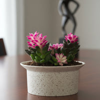 Little Sunrise Succulents