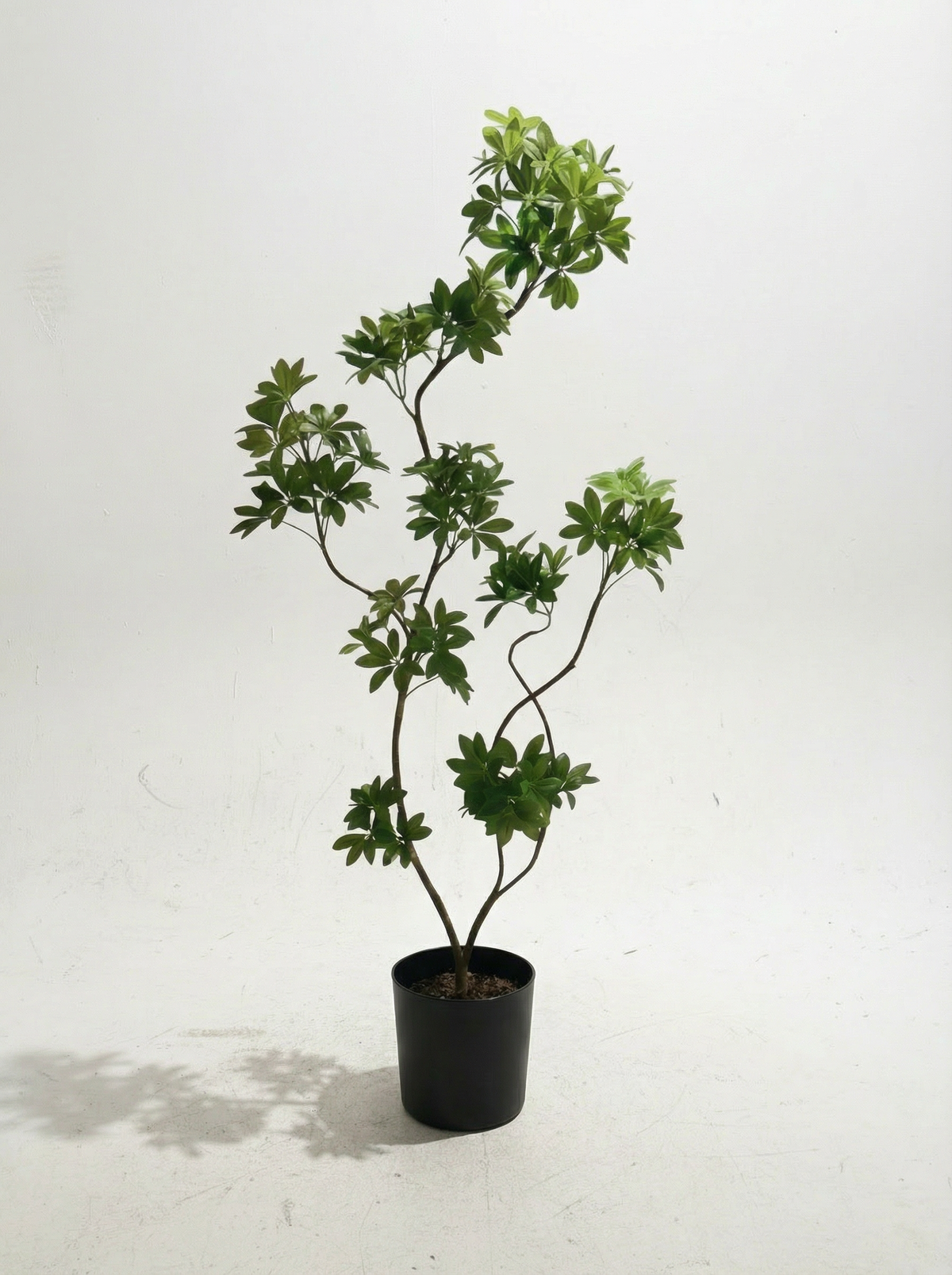 Dwarf Umbrella Tree (Life-like Artificial)