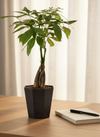 Money Tree Long Braided (Junior) - Potted plant -  Tumbleweed Plants