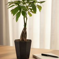 Money Tree Long Braided (Junior)