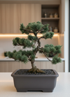Japanese Black Pine Bonsai - Refined