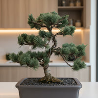 Japanese Black Pine Bonsai - Refined