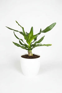 Crinum Superbum - Giant Spider Lily Bulb - Bulbs - BULB - CRIN - 7469 - Tumbleweed Plants - Online Plant Delivery Singapore