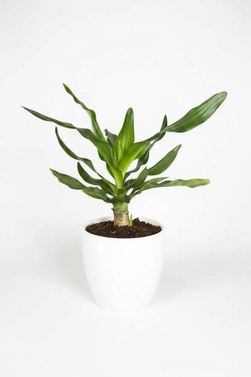 Crinum Superbum - Giant Spider Lily Bulb - Bulbs - BULB - CRIN - 7469 - Tumbleweed Plants - Online Plant Delivery Singapore
