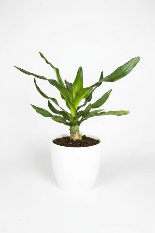 Crinum Superbum - Giant Spider Lily Bulb - Bulbs - BULB - CRIN - 7469 - Tumbleweed Plants - Online Plant Delivery Singapore