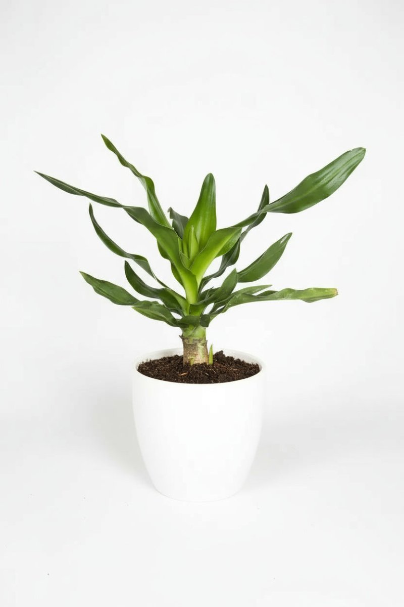 Crinum Superbum - Giant Spider Lily Bulb - Bulbs - BULB - CRIN - 7469 - Tumbleweed Plants - Online Plant Delivery Singapore