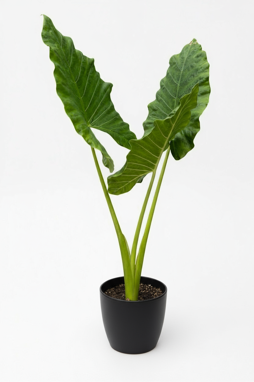 Giant Taro XL - Potted plant -  Tumbleweed Plants