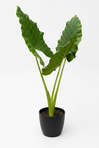 Giant Taro XL - Potted plant -  Tumbleweed Plants