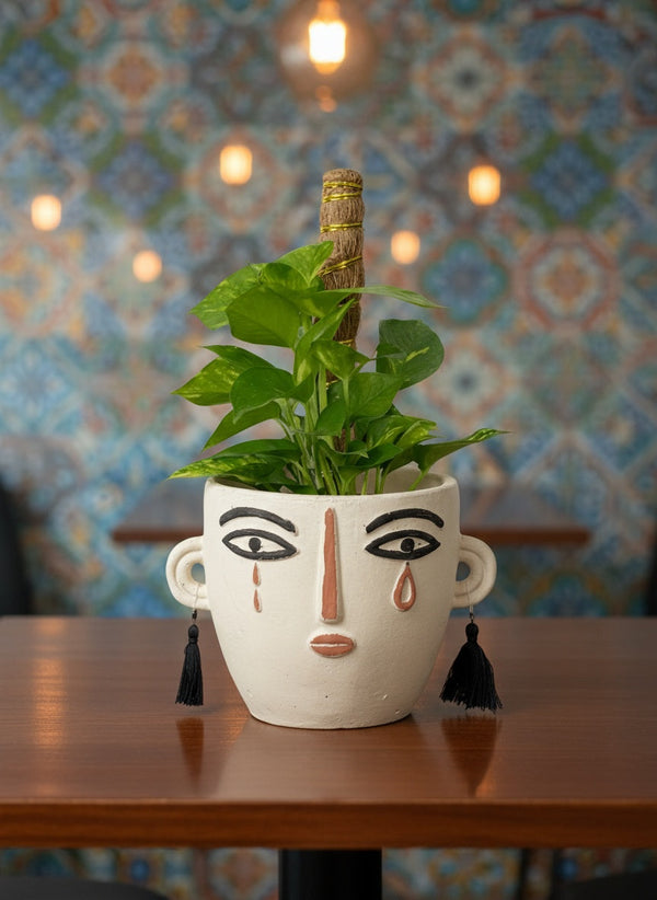 money plant planter Petite Epipremnum Money Plant