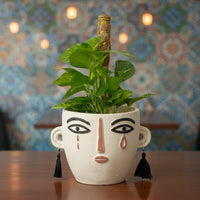 Epipremnum Money Plant Junior