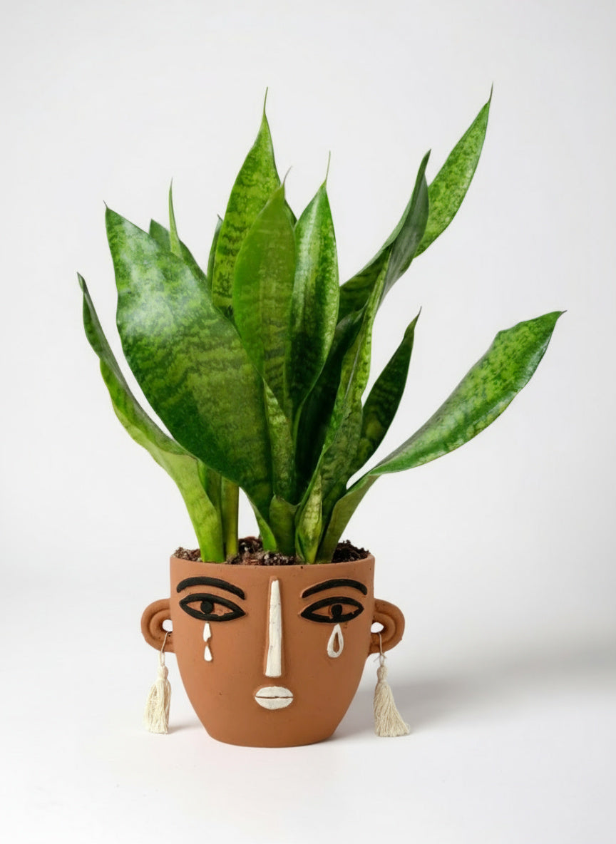 Little Sansevieria Zeylanica