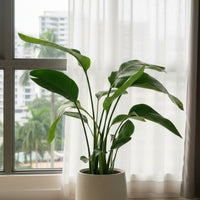 Bird of Paradise Junior (0.7m)