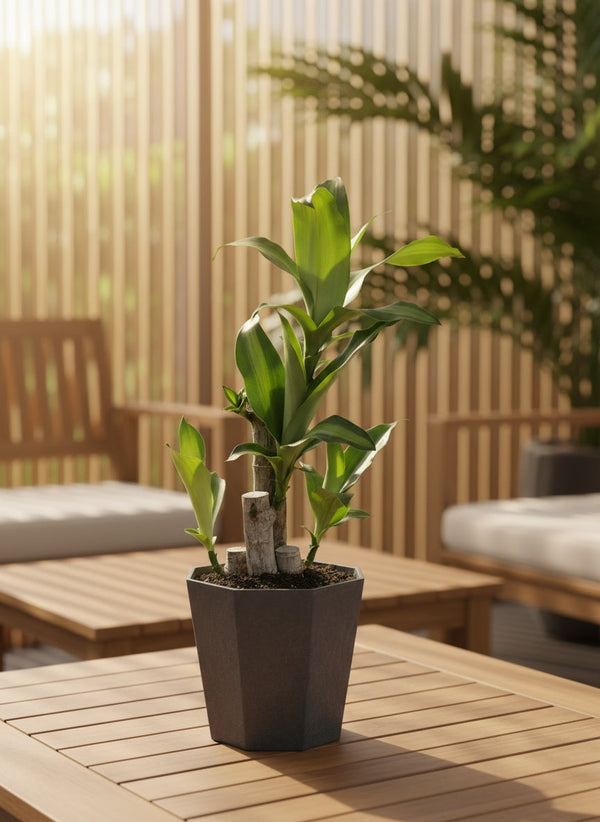 dracaena fragrans pot size Dracaena Fragrans Iron Tree Baby