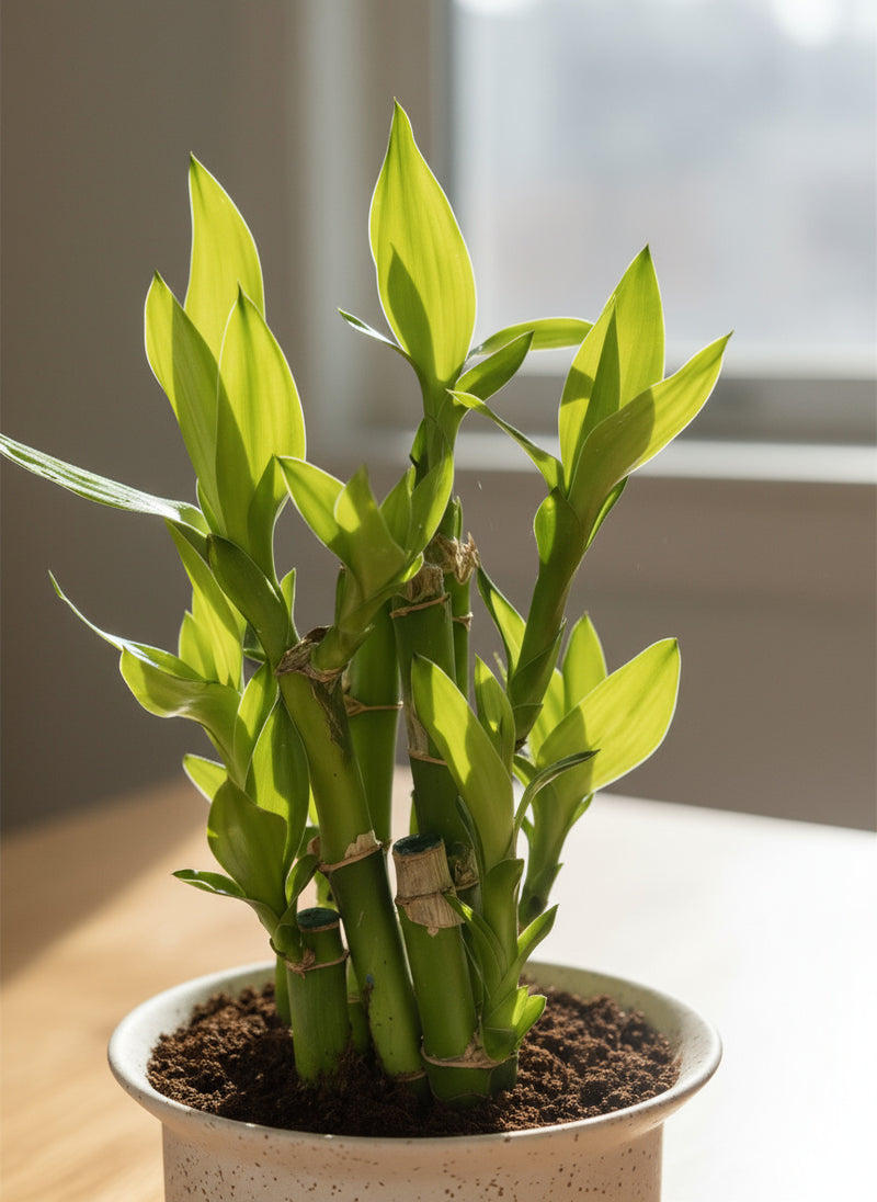 Mini Lucky Bamboo Plant - Cluster