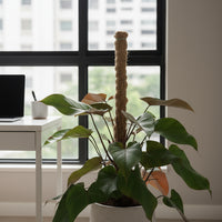Philodendron Rojo Congo Plant