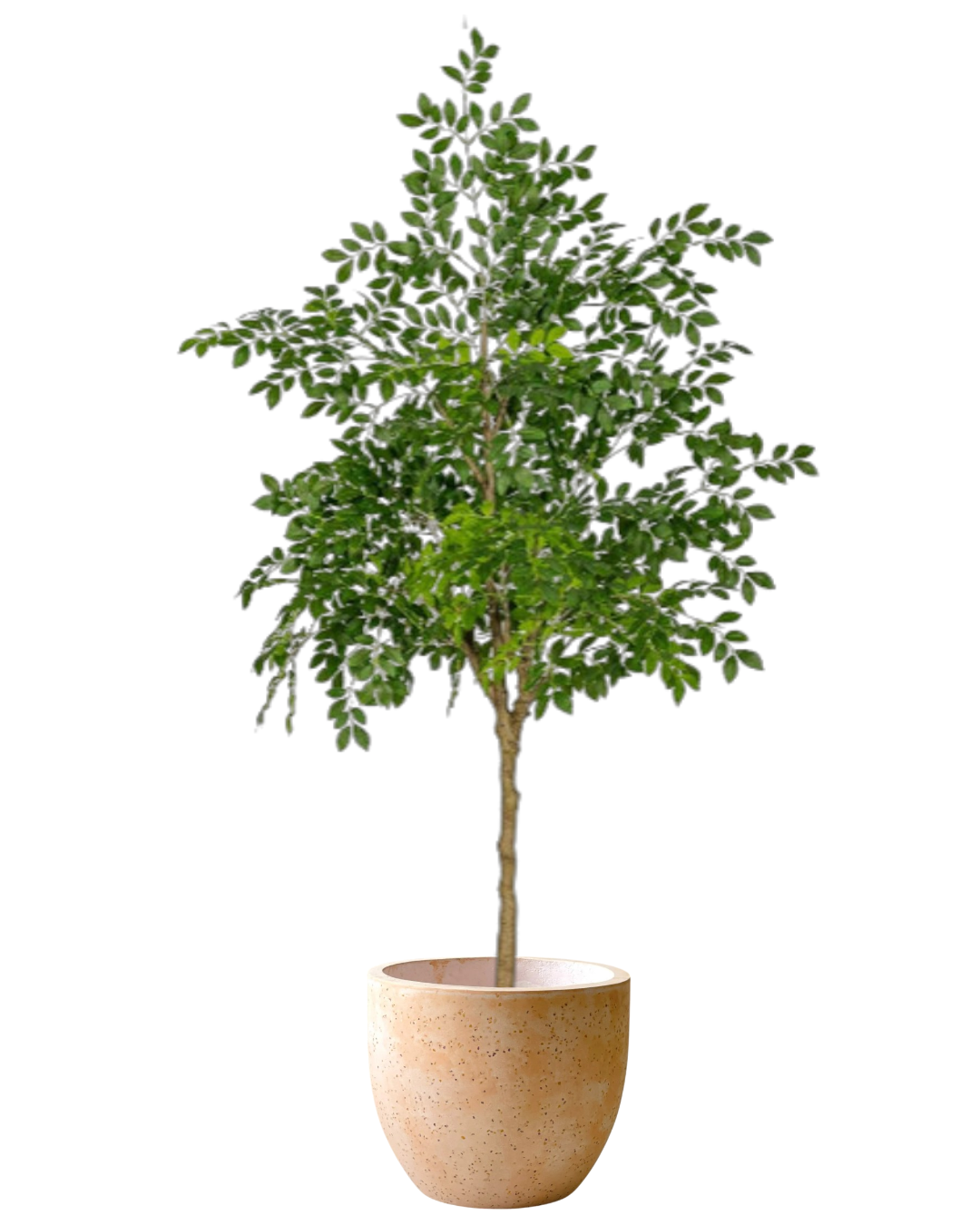 Chinese Money Tree (Faux)