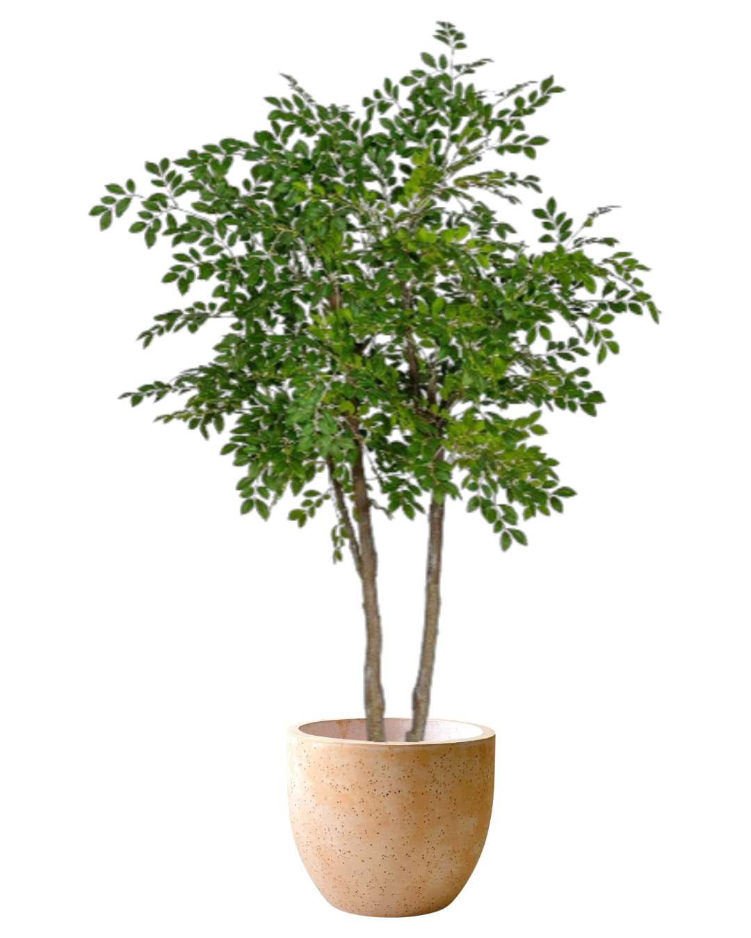 Chinese Money Tree (Faux)