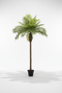 Areca Palm (Life-like Artificial) - Potted plant -  Tumbleweed Plants
