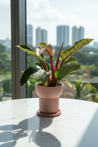 Philodendron Birkin - Pink - Potted plant -  Tumbleweed Plants
