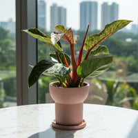 Philodendron Birkin - Pink