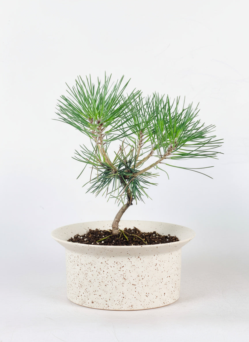 Miniature Japanese Black Pine/Pinus Thunbergii
