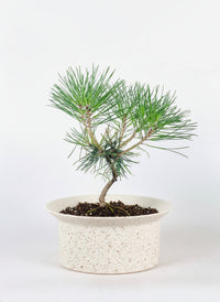 Miniature Japanese Black Pine/Pinus Thunbergii