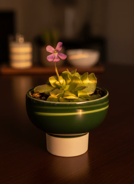 Assorted Succulents Mini