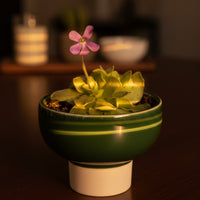 Assorted Succulents Mini