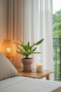Crinum Superbum - Giant Spider Lily Bulb - Bulbs -  Tumbleweed Plants