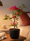 Bougainvillea - Junior
