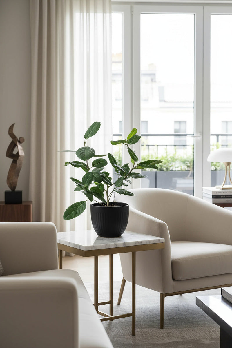 Ficus Audrey Benghalensis / Japanese Golden Leaf Fig - Potted plant -  Tumbleweed Plants