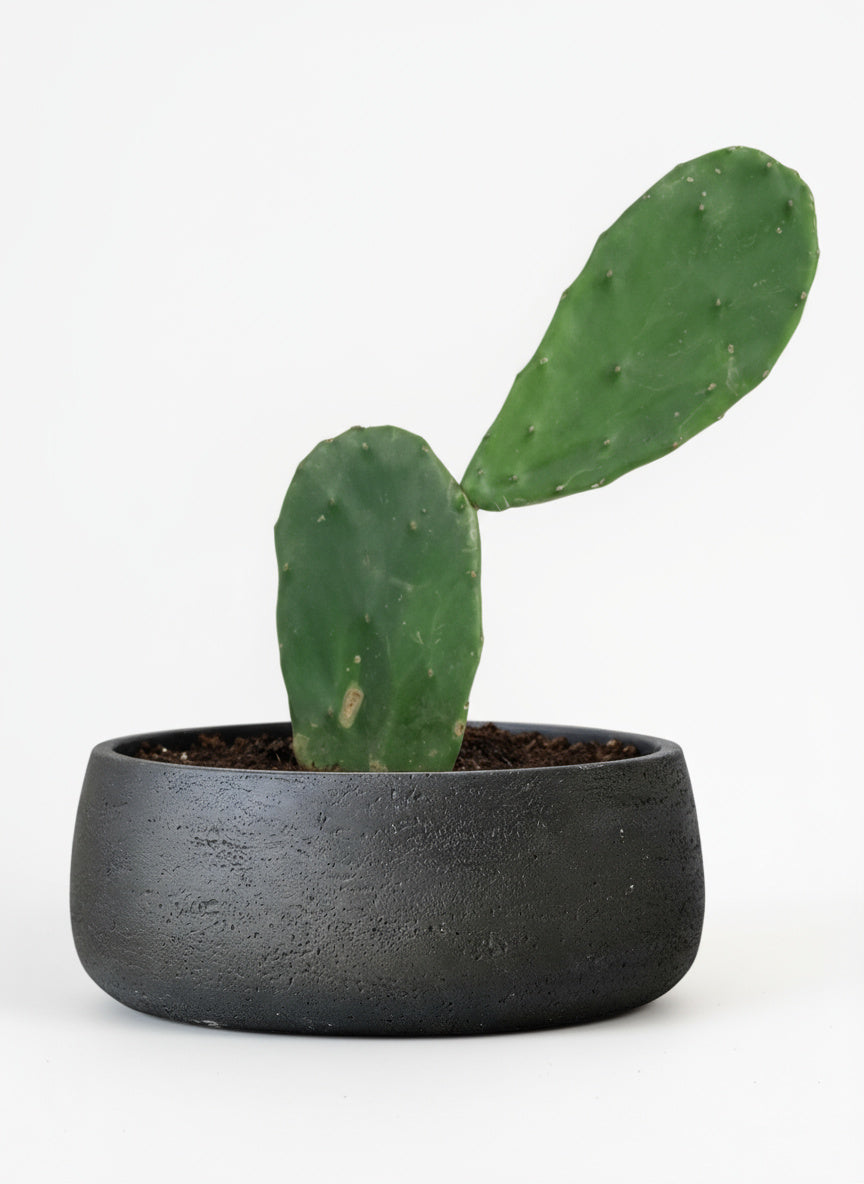 Prickly Pear Cactus (0.3)