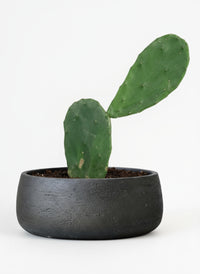 Prickly Pear Cactus (0.3)