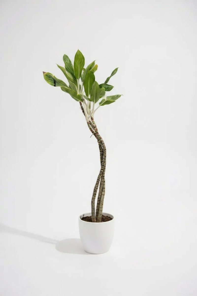 Dracaena Reflexa 'Song of India' - Houseplants - DR - SOI - 001 - Tumbleweed Plants - Online Plant Delivery Singapore