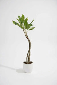 Dracaena Reflexa 'Song of India' - Houseplants - DR - SOI - 001 - Tumbleweed Plants - Online Plant Delivery Singapore